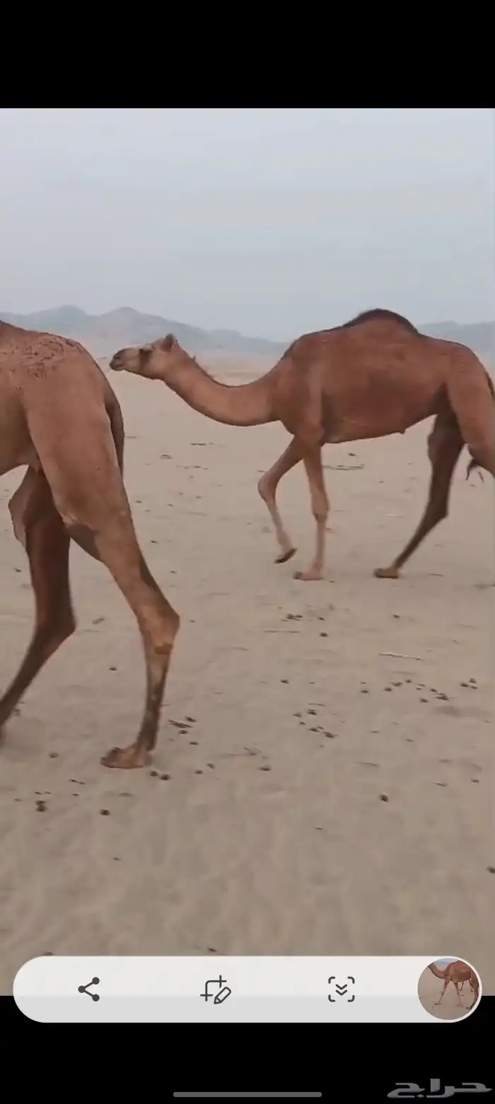 4 بكار خوات اغفال من 5500 تم البيع 2