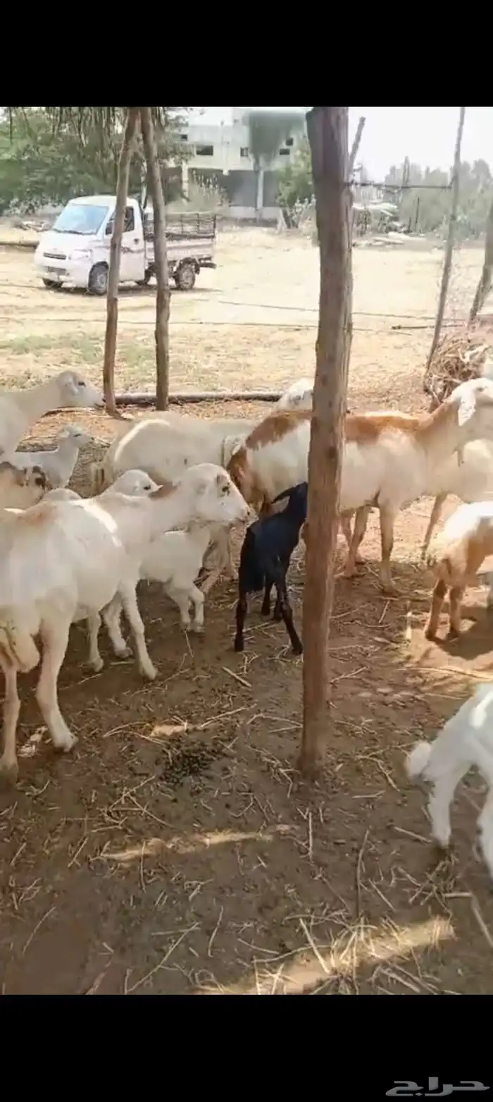 ضان رفيدي بلدي العدد 12 مناتيج تحتها 15 0