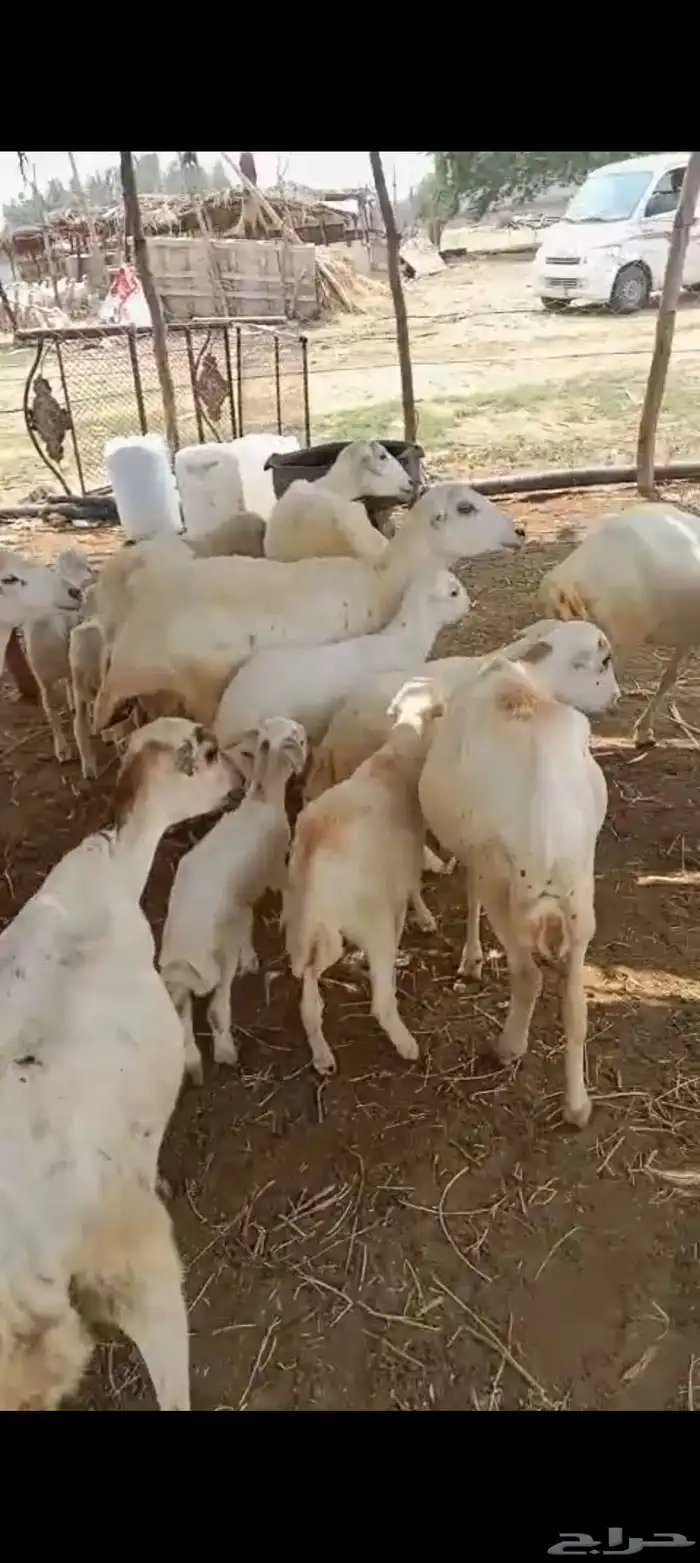 ضان رفيدي بلدي العدد 12 مناتيج تحتها 15 2