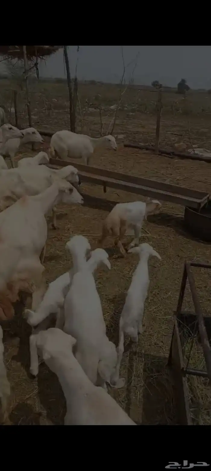 ضان رفيدي بلدي العدد 12 مناتيج تحتها 15 1