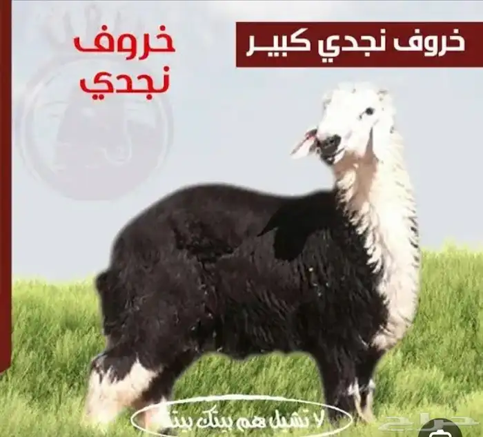 يوجد لدينا بهم نجد فاخر لا يتواصل الا الصامل فقط 0