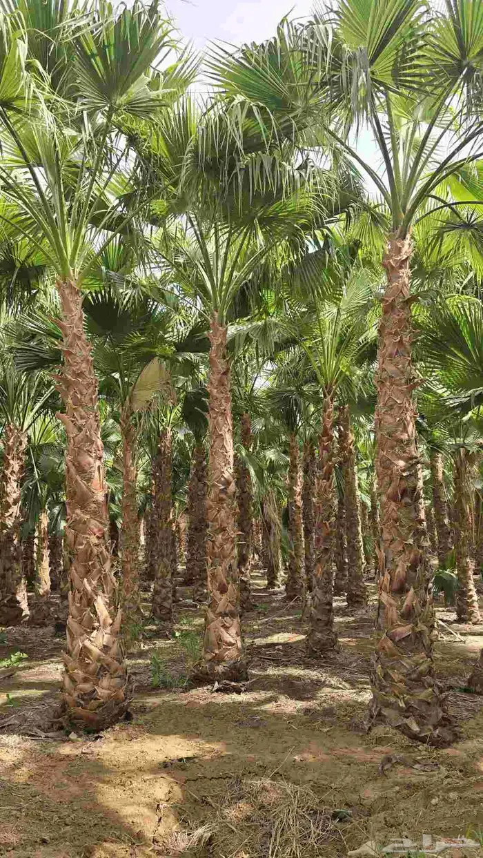 نخل واشنطني وملوكي وعربي جميع الأحجام ويوجد وسط أسعار مناسبه 2