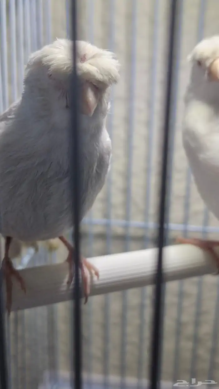 كناري ساتيني كرست بيور عيون حمر 0