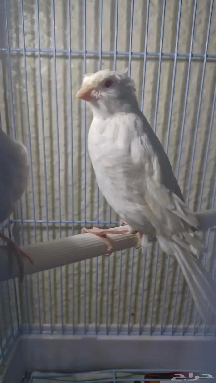 كناري ساتيني كرست بيور عيون حمر 1