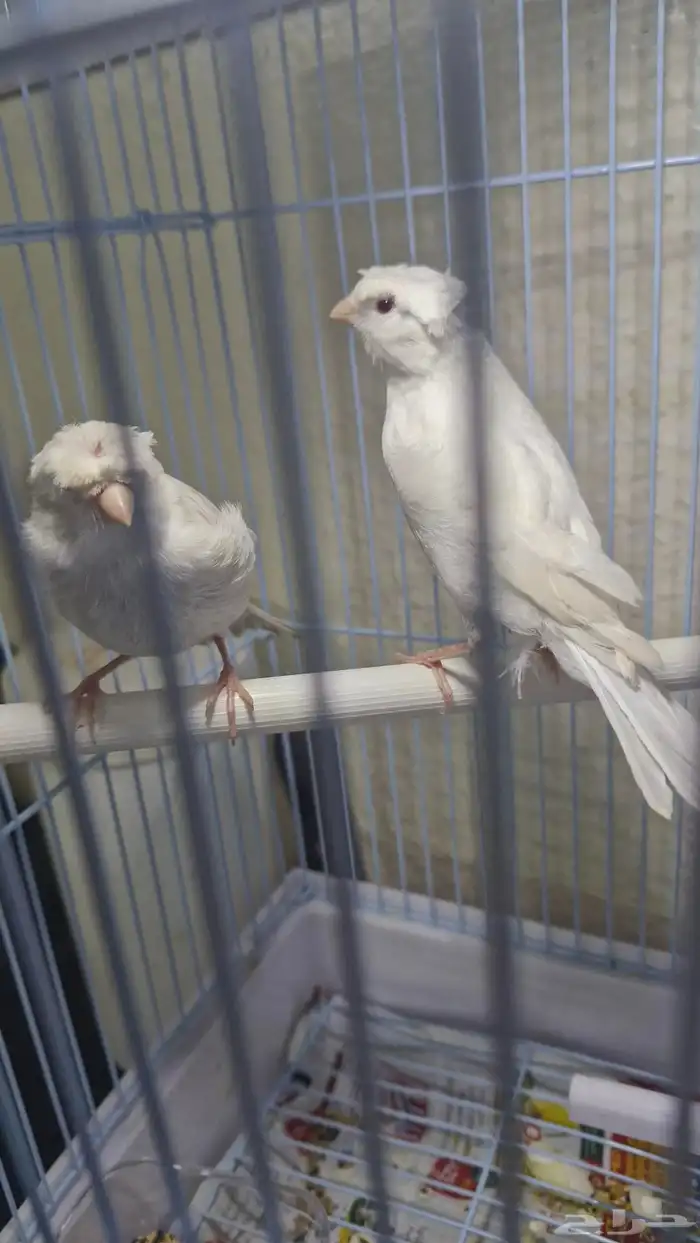 كناري ساتيني كرست بيور عيون حمر 3