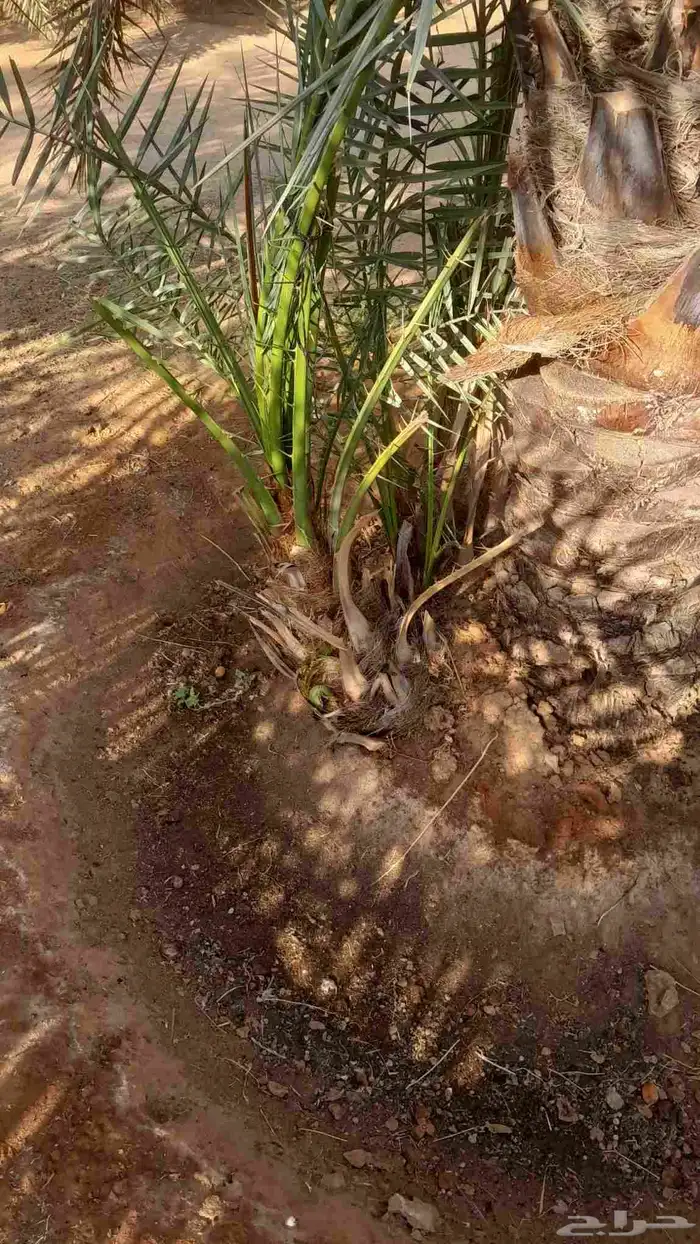 يوجد لدينا نخل فسايل ووشنطني ويوجد أشجار زيتون 1