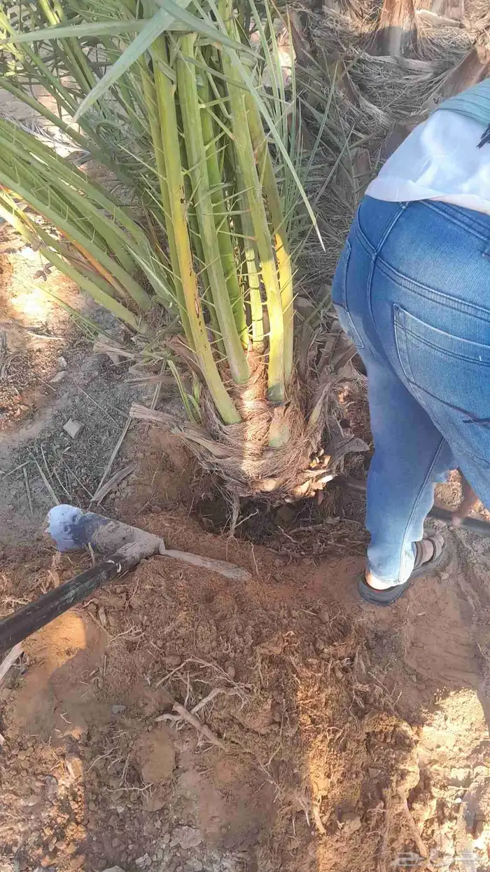 يوجد لدينا نخل فسايل ووشنطني ويوجد أشجار زيتون 2