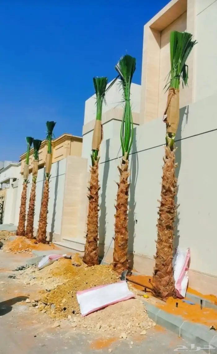 نخيل واشنطني وعربي للبيع وتوصيل 6