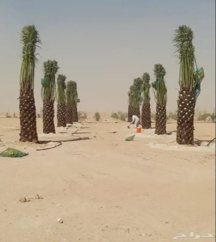 نخيل واشنطني وعربي للبيع وتوصيل 3