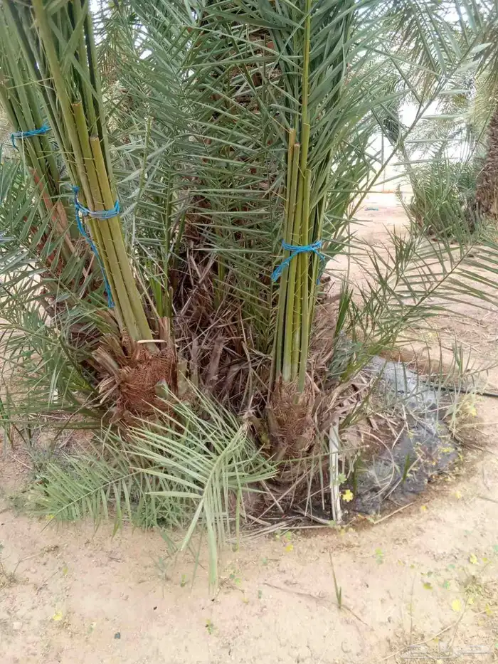 فروخ وجثايث طيبه 0