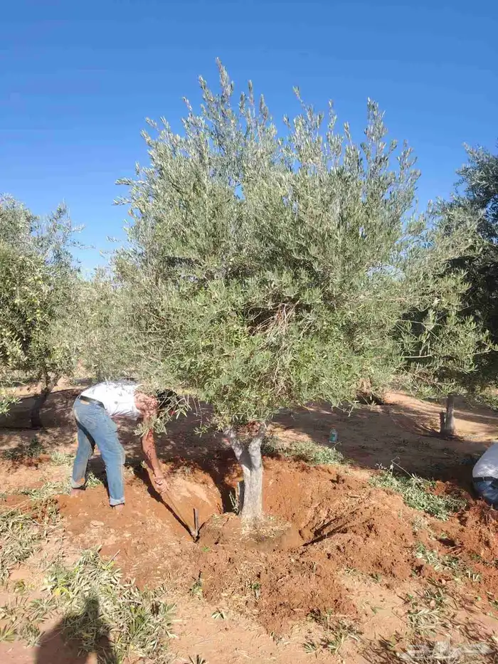 زيتون مثمر نيبالي مراكن وأرض ونخيل عربي واشنطني 1