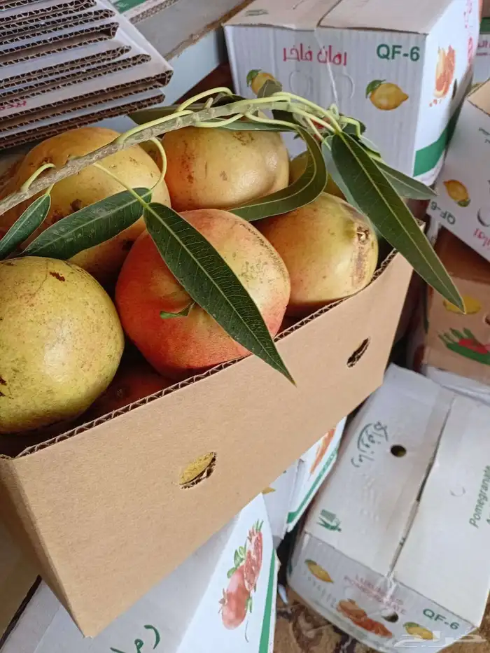 رمان بيده للبيع مع توصيل مجاني للمنزل 4