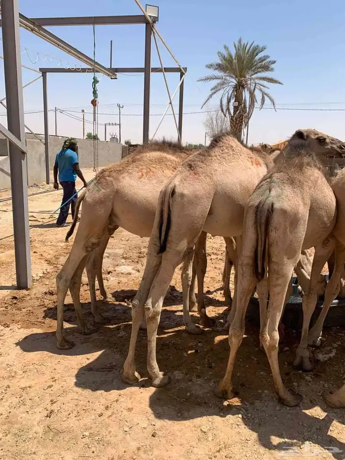 متوفر عندنا قعدان ممتازة نخب اول وطيبة تربية شهر جملة وتفريد 1