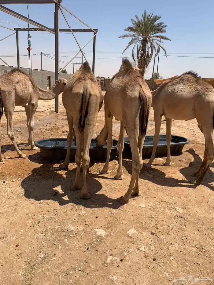 متوفر عندنا قعدان ممتازة نخب اول وطيبة تربية شهر جملة وتفريد 2