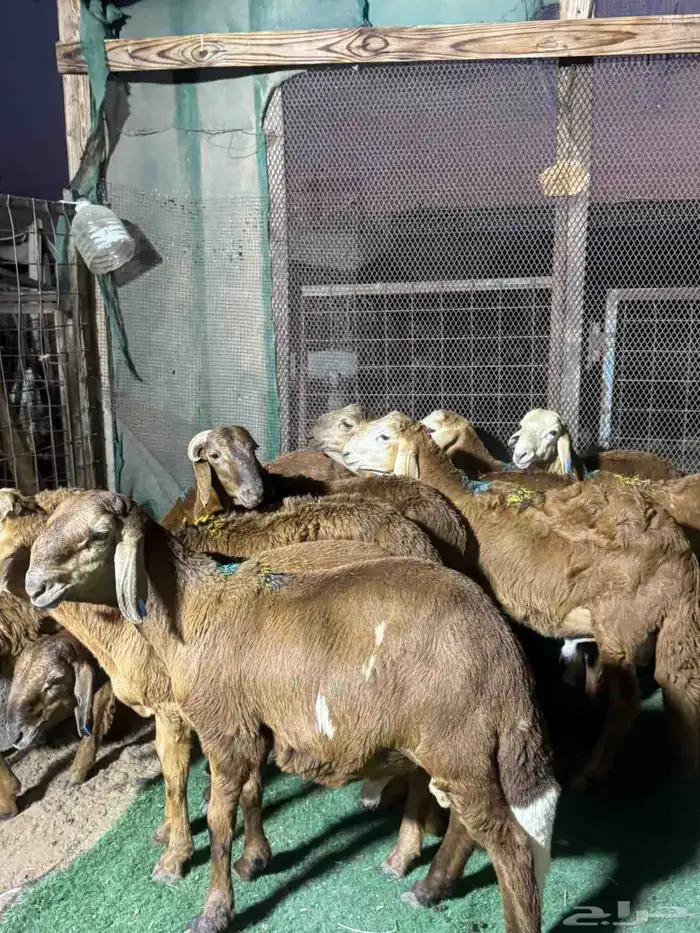 طليان سواكن 10 1