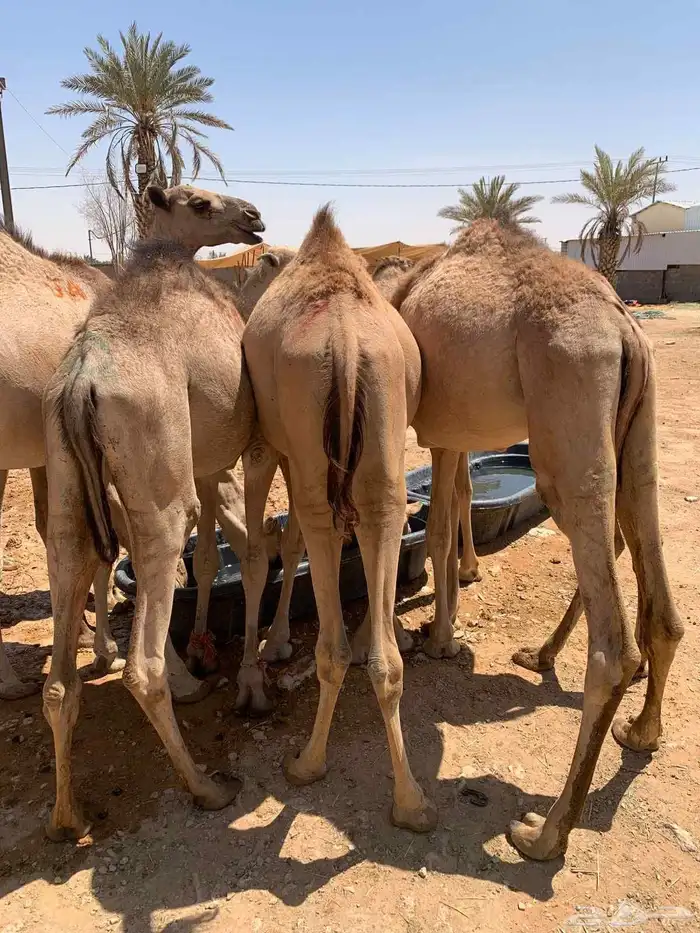 متوفر عندنا قعدان ممتازة نخب اول وطيبة تربية شهر جملة وتفريد 0