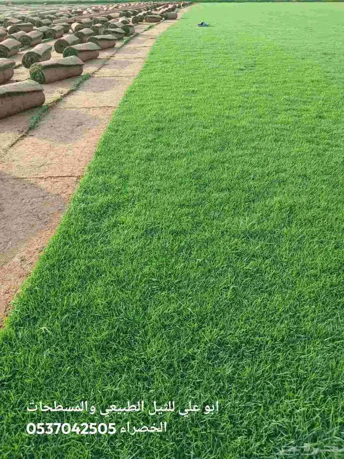 ابوياسين لبيع جميع انواع النخيل البلدي والواشنطن 8