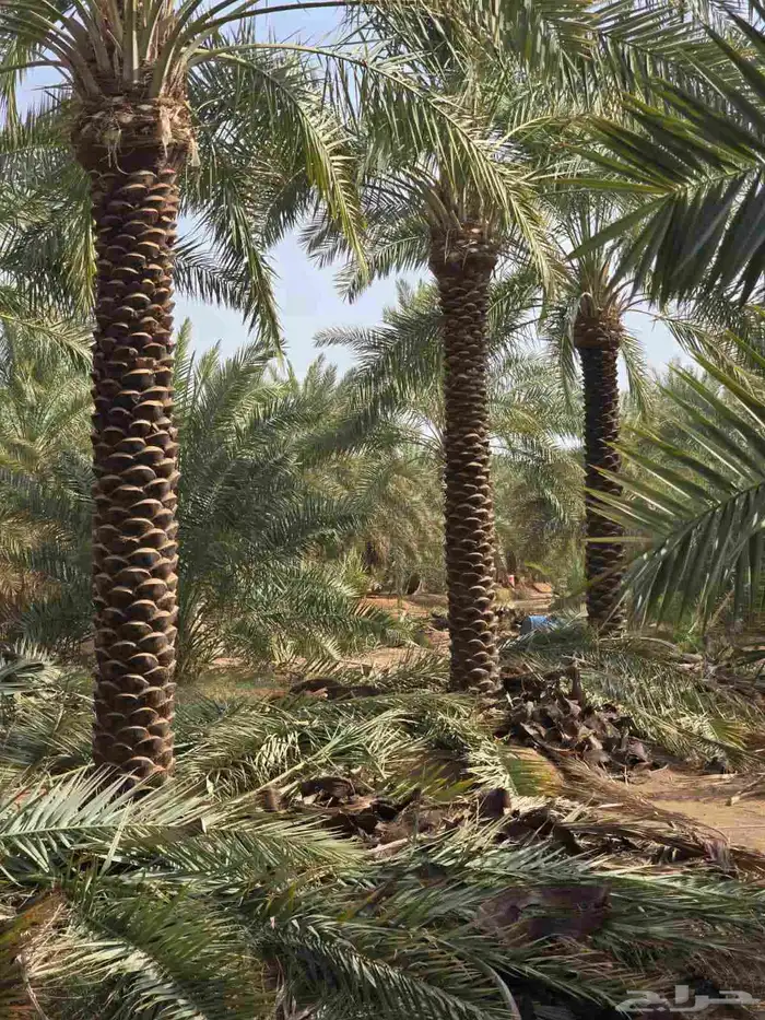 متوفر لدينا جميع انواع نخل 2