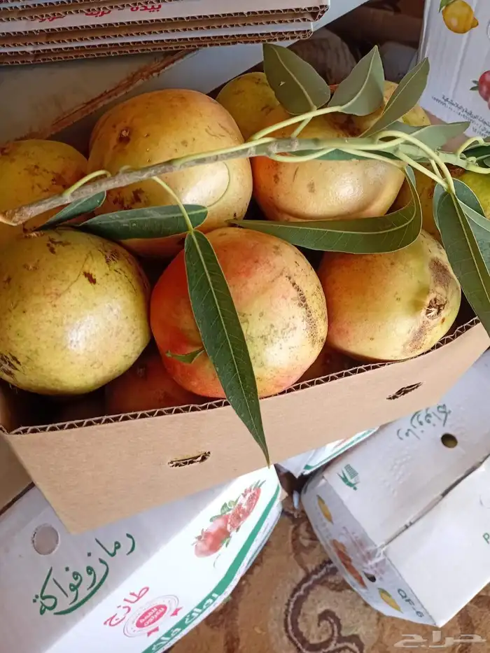 رمان بيده للبيع مع توصيل مجاني للمنزل 3