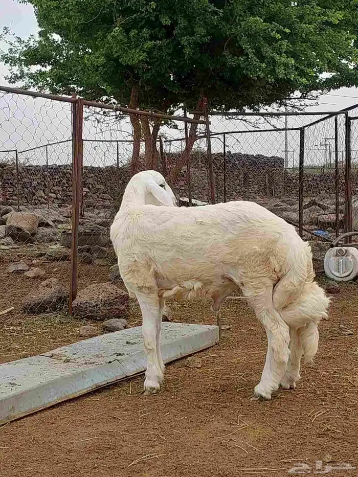 مشروع فحل العمر 6 شهور 1