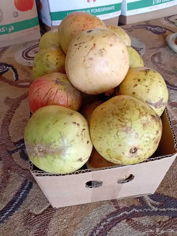 رمان بيده للبيع مع توصيل مجاني للمنزل 1