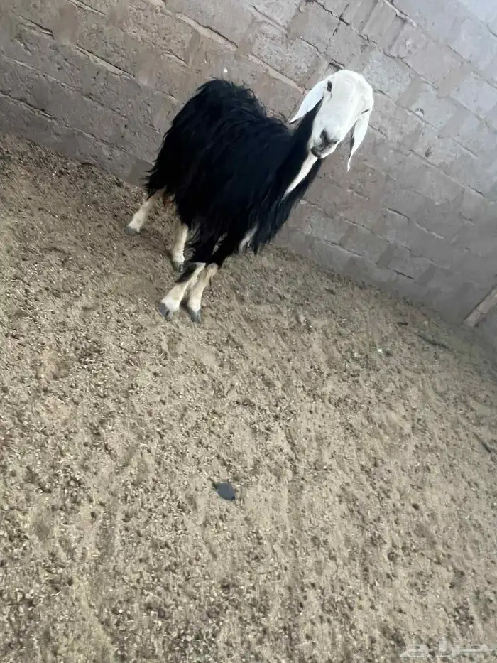 البيع نعجه نجديه وعنزين 0