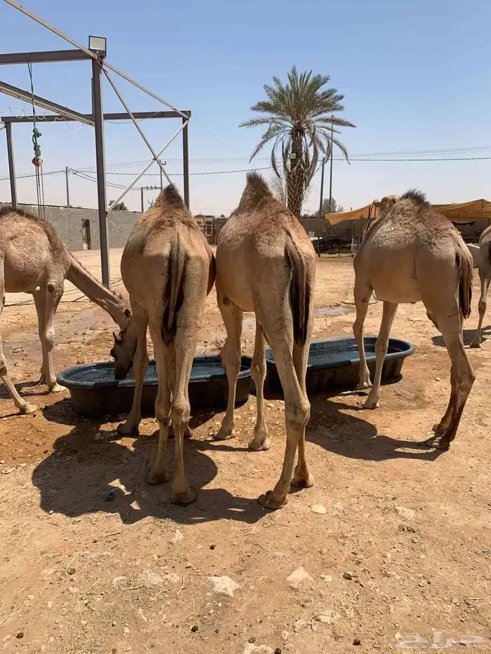 متوفر عندنا قعدان ممتازة نخب اول وطيبة تربية شهر جملة وتفريد 3