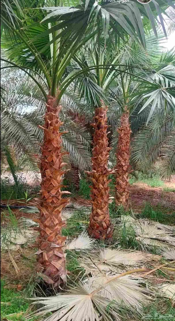 نخل واشنطني وملوكي وعربي جميع الأحجام ويوجد وسط أسعار مناسبه 4