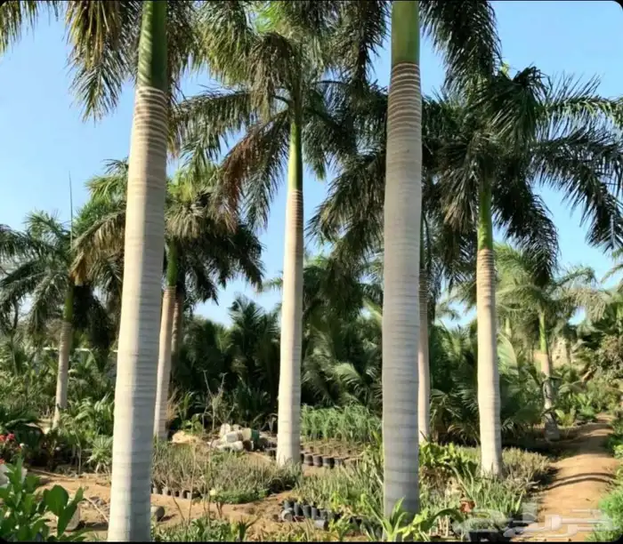 نخل واشنطني وملوكي وعربي جميع الأحجام ويوجد وسط أسعار مناسبه 8