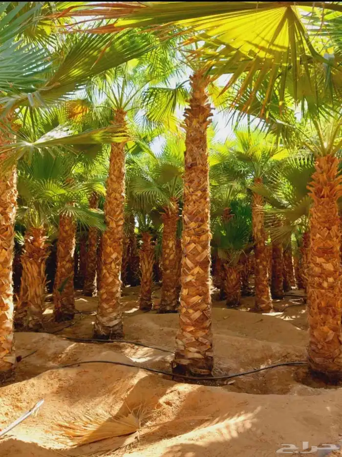 نخل واشنطني وملوكي وعربي جميع الأحجام ويوجد وسط أسعار مناسبه 6