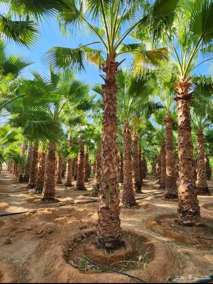 نخل واشنطني وملوكي وعربي جميع الأحجام ويوجد وسط أسعار مناسبه 7