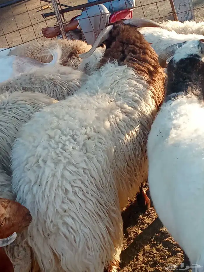 زبايج بريه طيبه 0