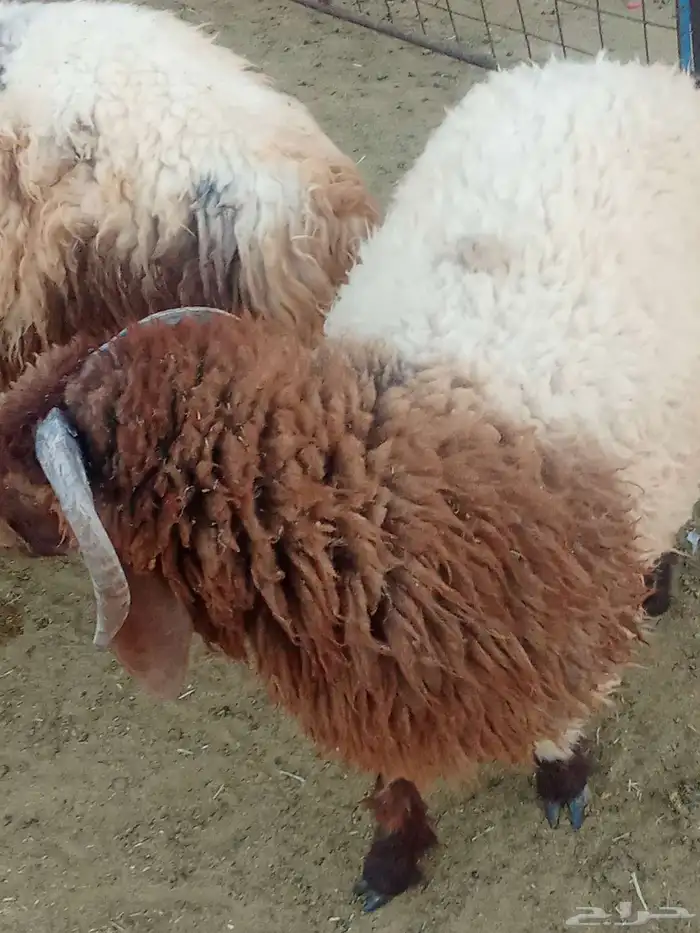 زبايج بريه طيبه 3