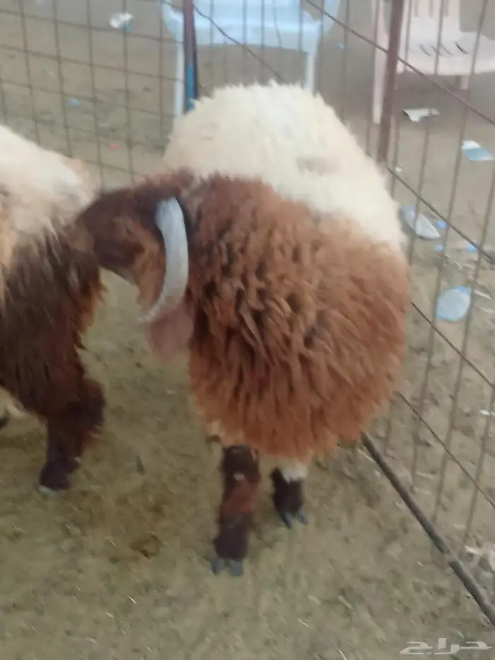 زبايج بريه طيبه 2