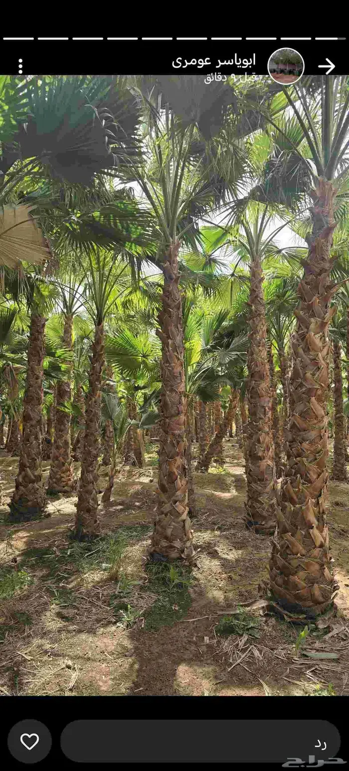 نخل واشنطني وملوكي وعربي جميع الأحجام ويوجد وسط أسعار مناسبه 5