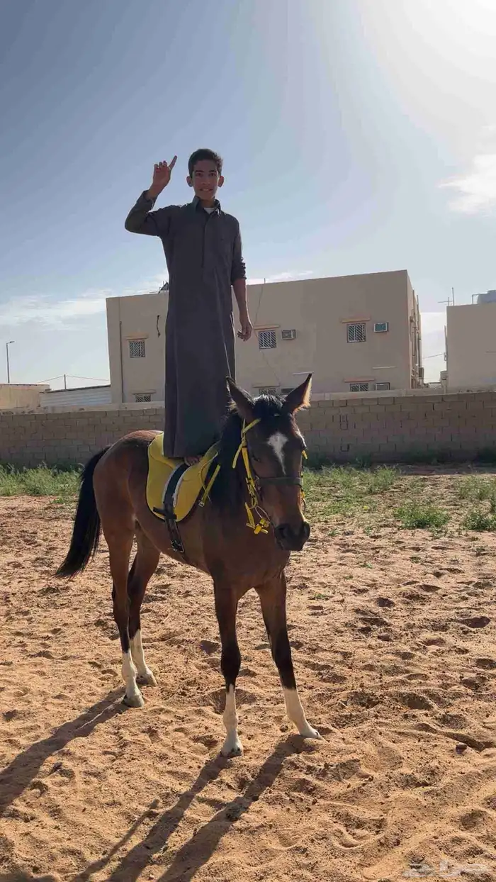 فرس 1