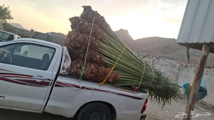 نخل للبيع منتج 2