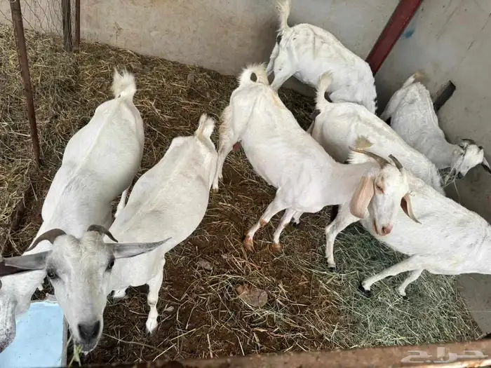 المظيلف عرض مميز سبع من المعزاء دفيع 2