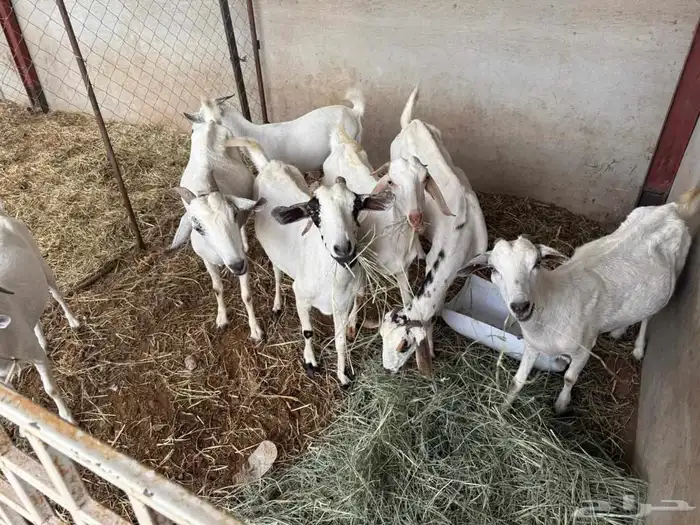 المظيلف عرض مميز سبع من المعزاء دفيع 9