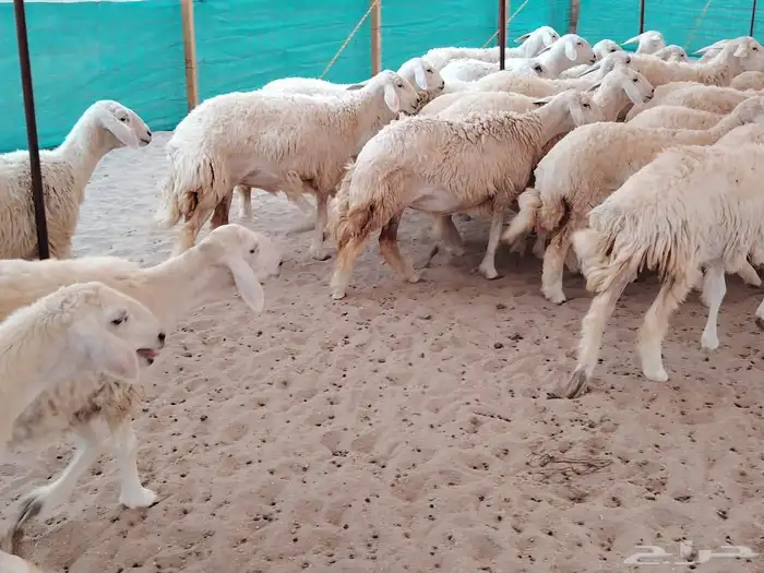 رخال حريات حرش رقم 1مقاني صنف مراح وحده 3