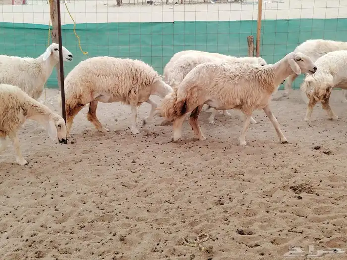 رخال حريات حرش رقم 1مقاني صنف مراح وحده 4