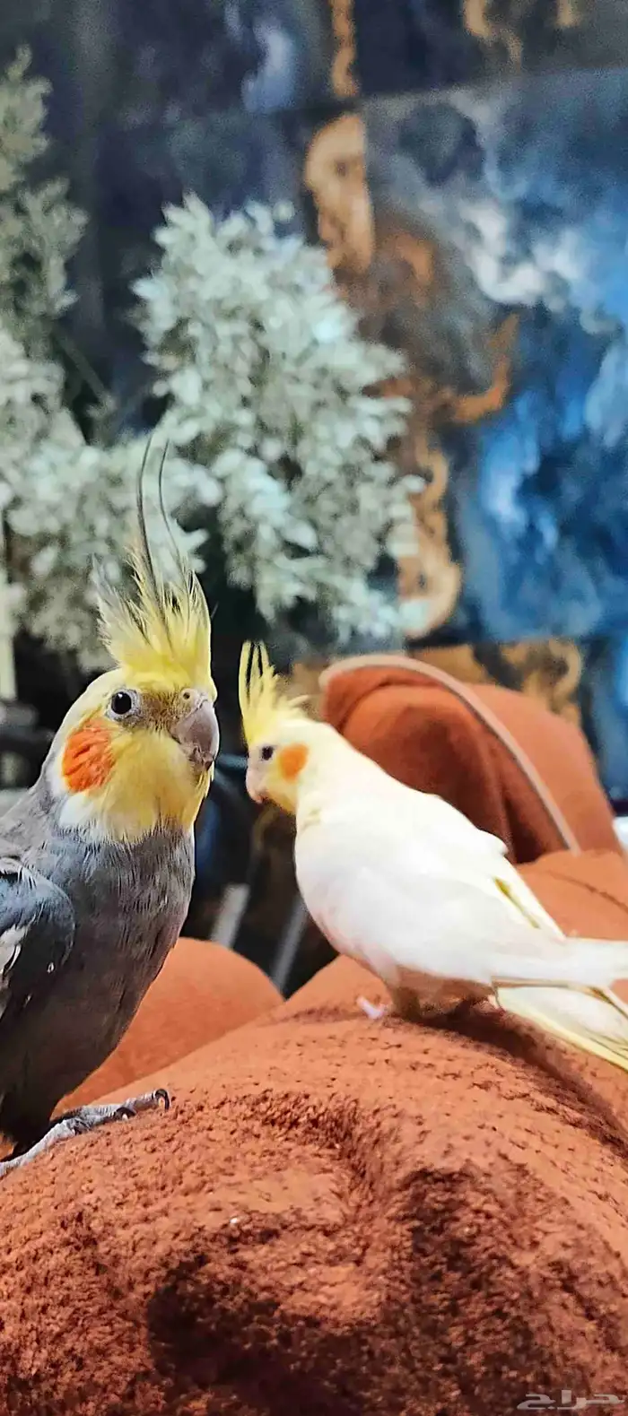 طير كروان نورمل للبيع 2