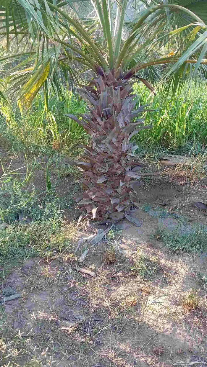 ابوياسين لبيع جميع انواع النخيل البلدي والواشنطن 2