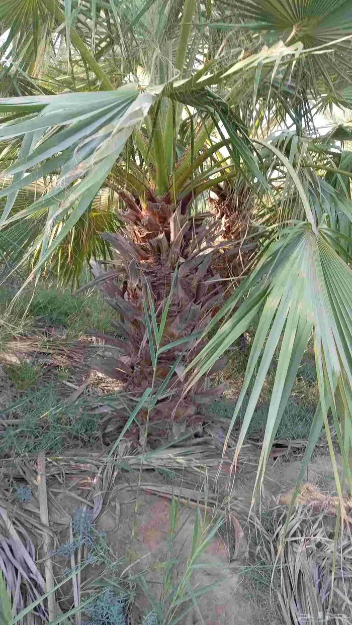 ابوياسين لبيع جميع انواع النخيل البلدي والواشنطن 3