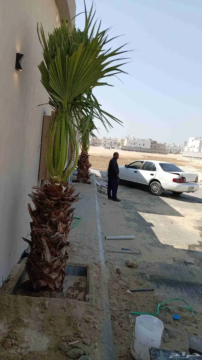 ابوياسين لبيع جميع انواع النخيل البلدي والواشنطن 0