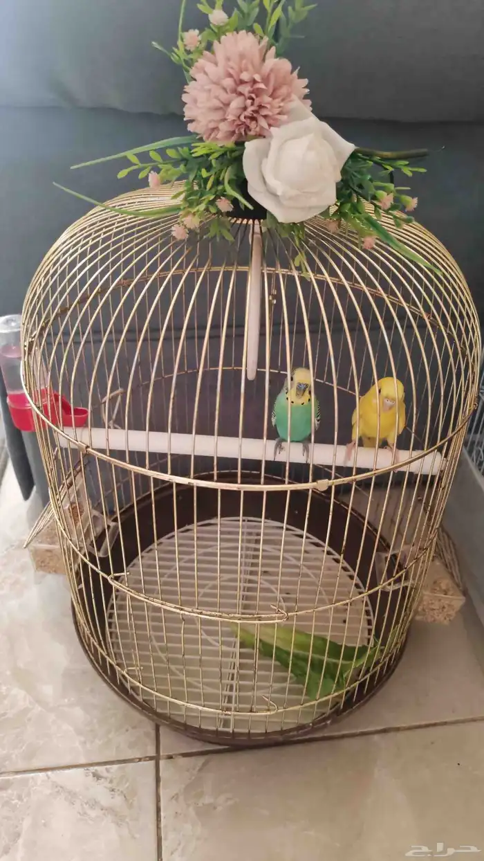 طيور بادجي منتجه 10