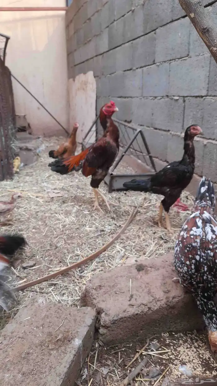 دجاج باكستاني فيها شامو دم صافي وسندي بيور 8