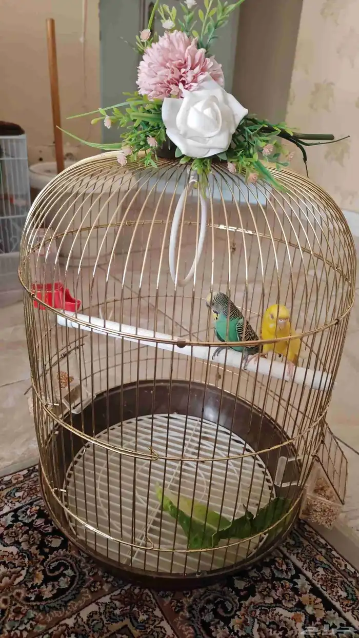 طيور بادجي منتجه 11