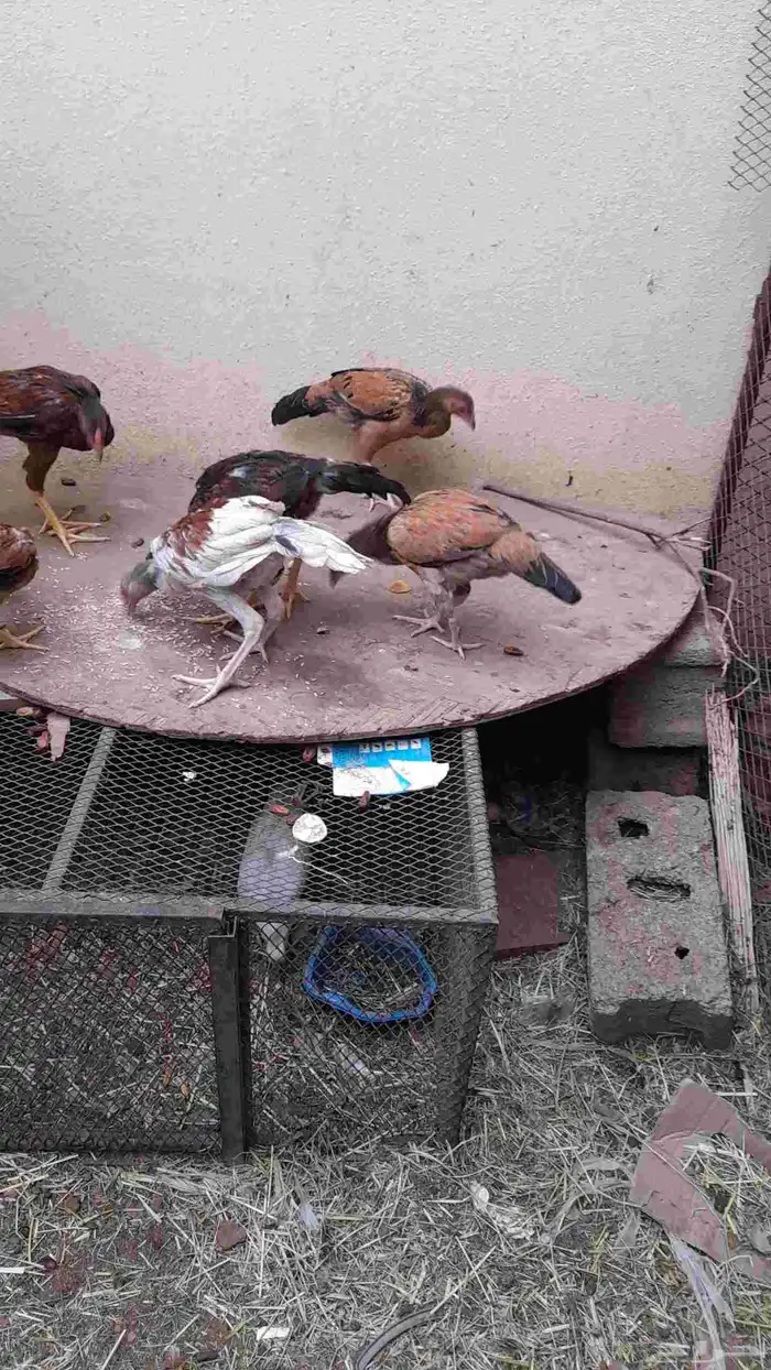 دجاج باكستاني فيها شامو دم صافي وسندي بيور 6