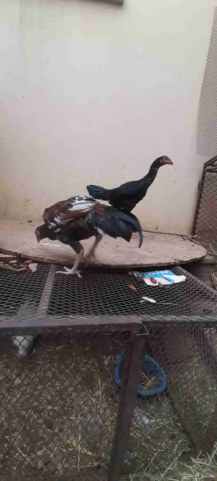 دجاج باكستاني فيها شامو دم صافي وسندي بيور 5